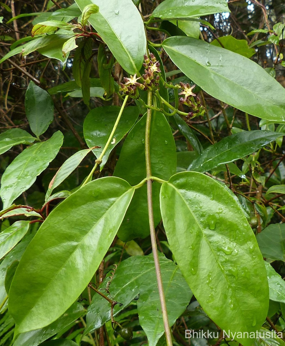 Parsonsia alboflavescens (Dennst.) Mabb.